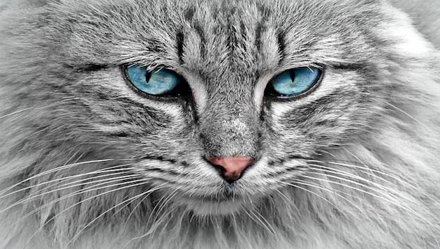 Katze