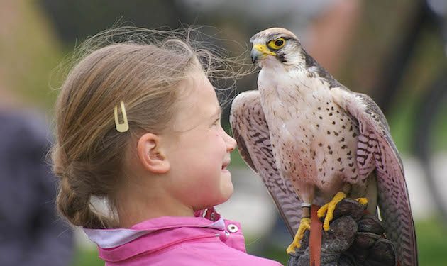 Greifvogel auf dem Arm eines Mädchens