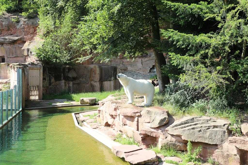 tiergarten-nuernberg-eisbaer