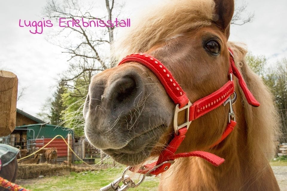 Luggis-erlebnisstall