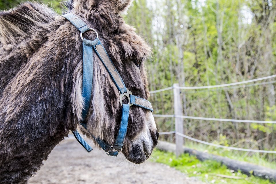 luggis-elebnisstall-esel-kindergeburtstag