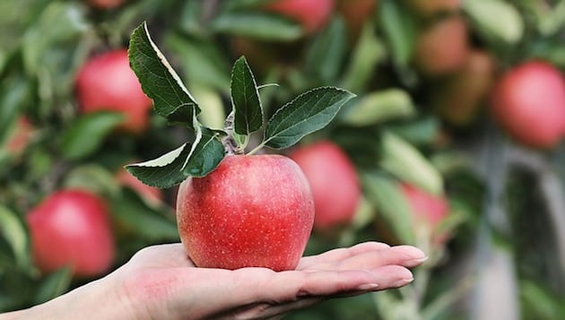Apfel auf einer hand