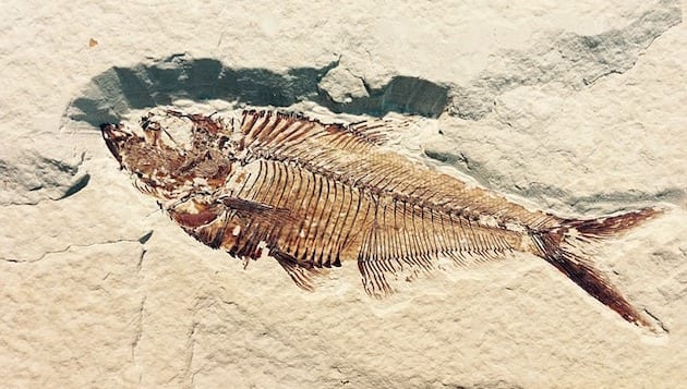 Fossilien Urzeit