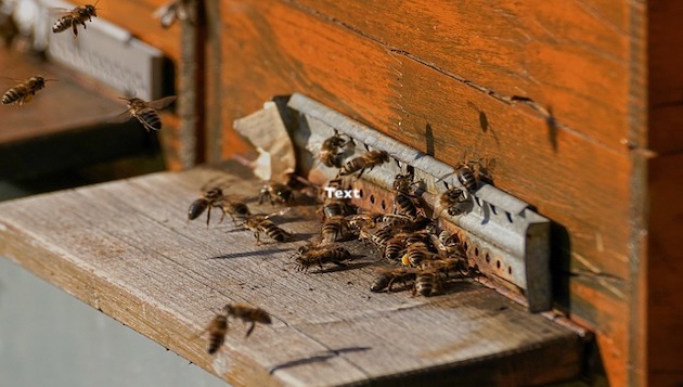 bienen