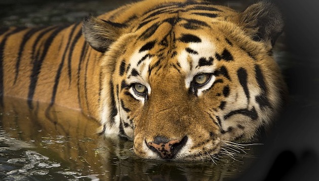 Tiger im Wasser