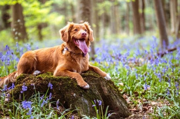 frag_den_hund_titelbild_pixa