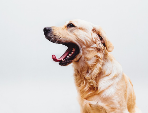 Hundeleben, Burnout & Alltagsstress | Frag den Hund…