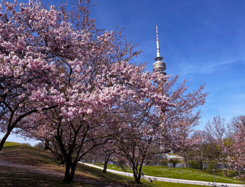 Kirschblüten in München | Die schönsten Spots