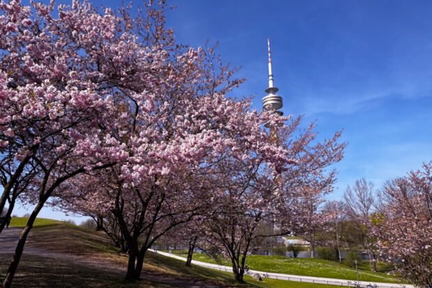 olympiapark_kirschbluete_ (1 von 1)