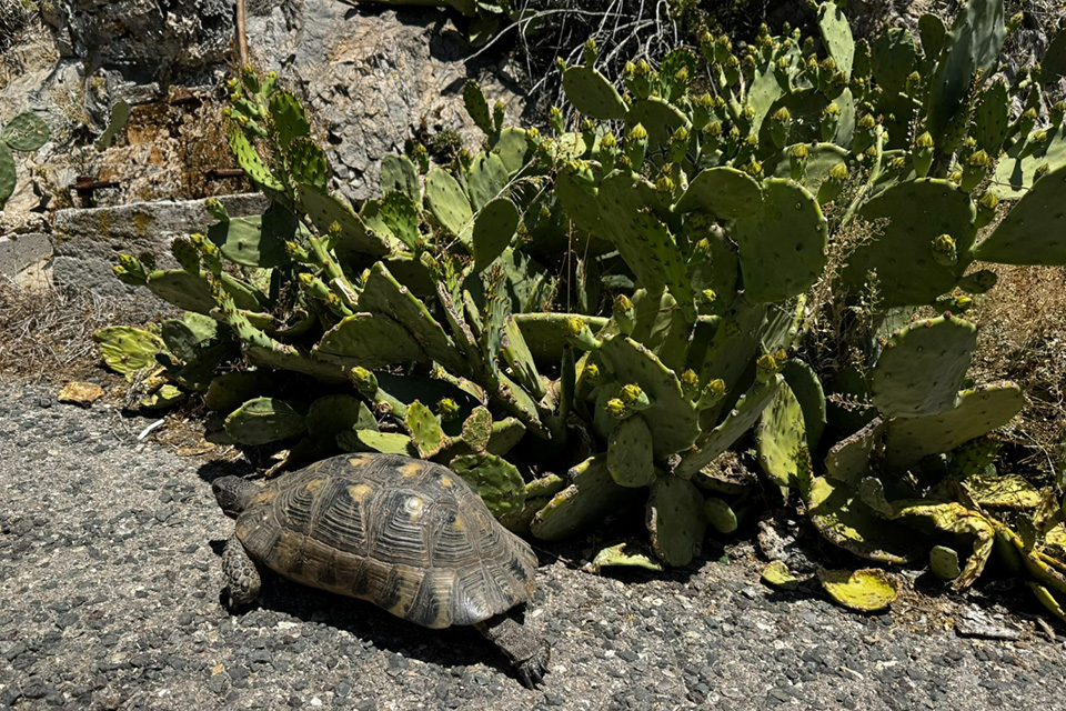 athen_seilbahn_berg_schildkroete